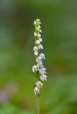 Goodyera repens