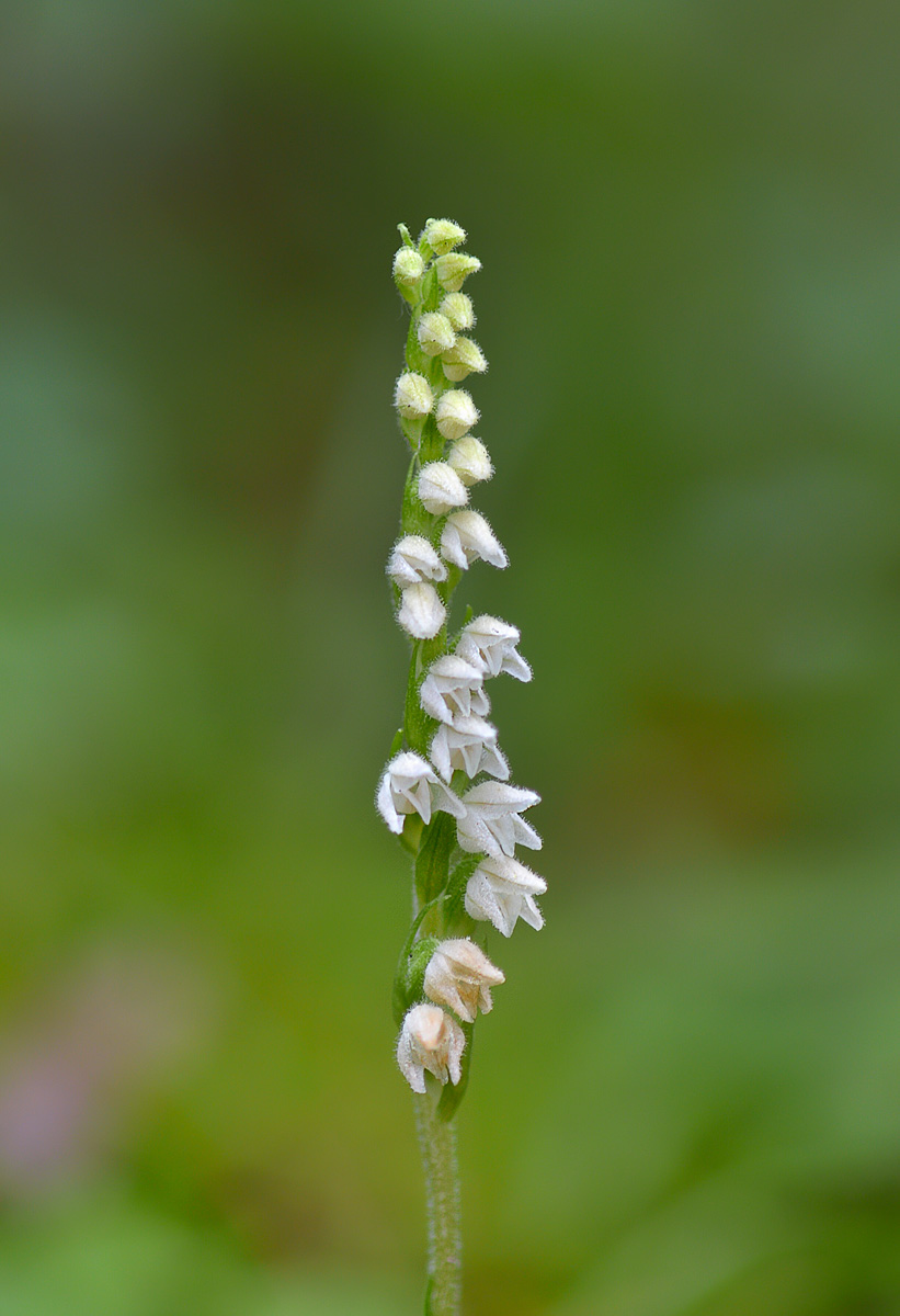 Изображение особи Goodyera repens.