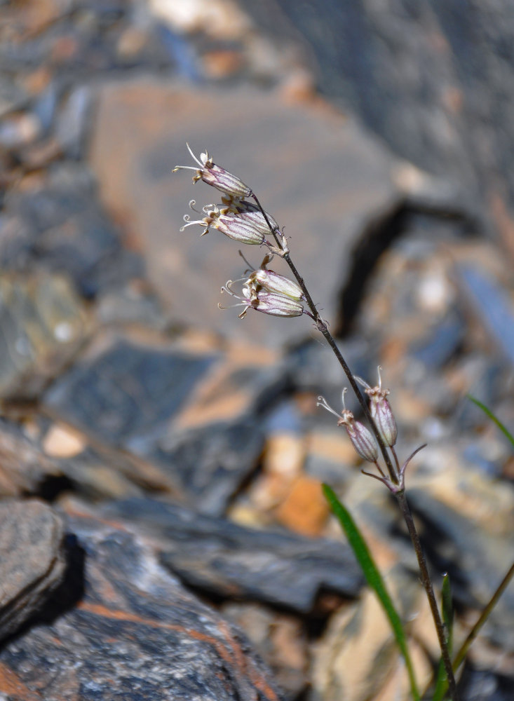 Изображение особи Silene graminifolia.