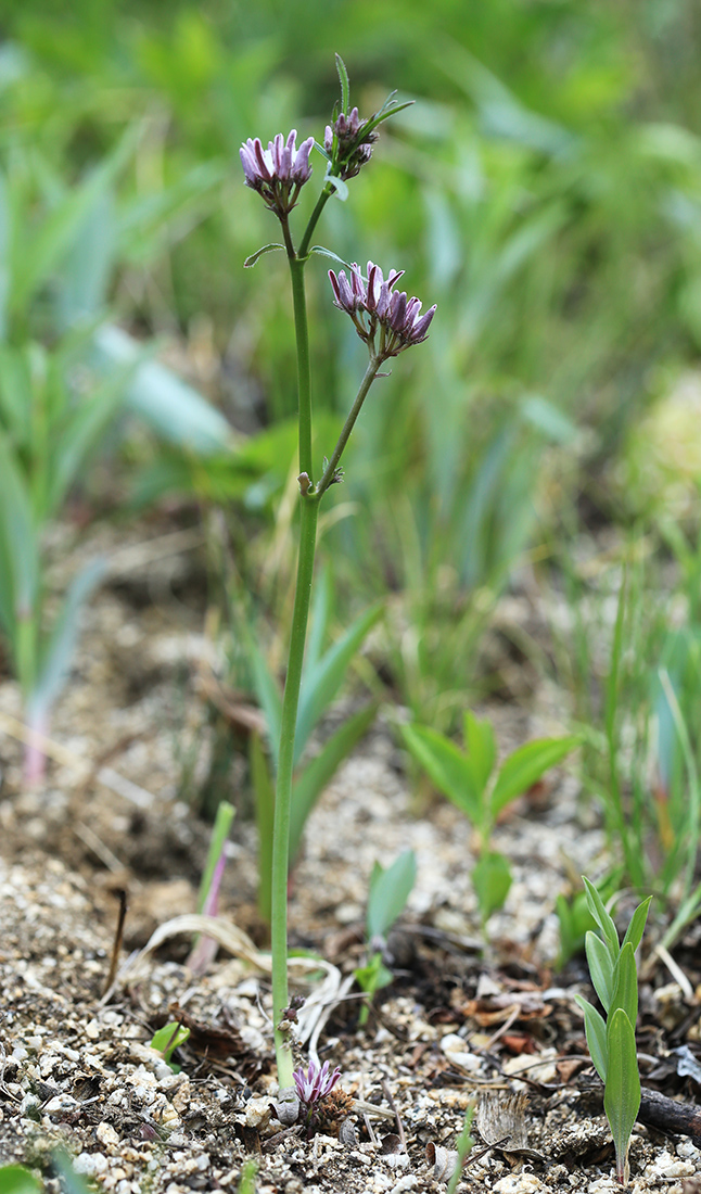 Image of Cynanchum purpureum specimen.