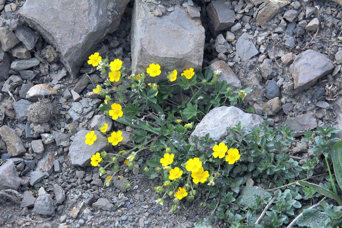 Image of genus Potentilla specimen.