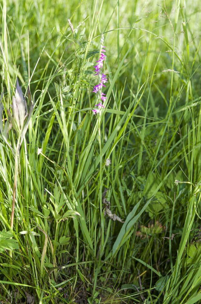 Изображение особи Spiranthes australis.