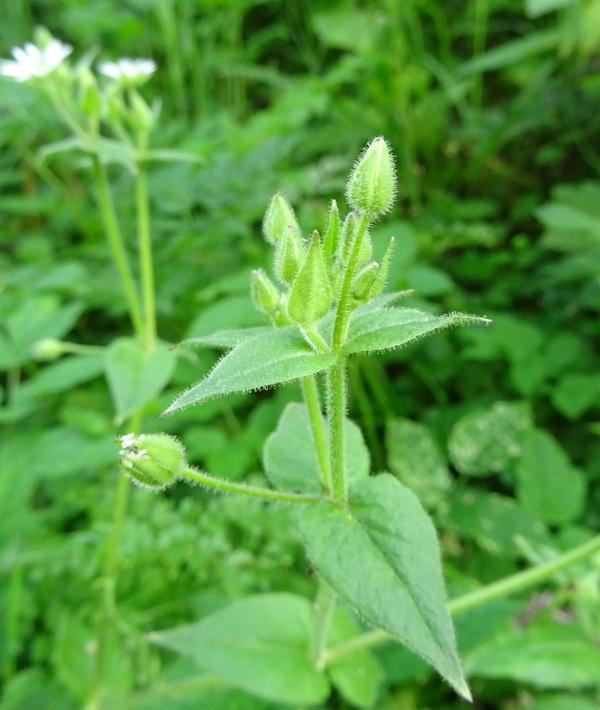 Изображение особи Myosoton aquaticum.