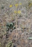 Ferula caspica