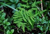 Gymnocarpium dryopteris