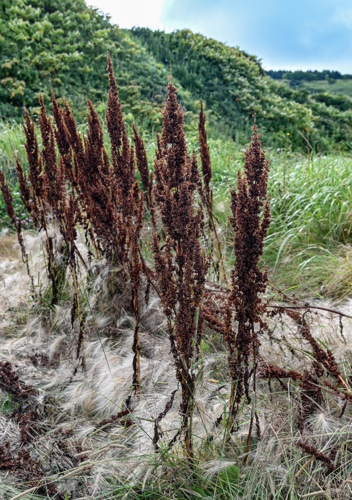 Image of genus Rumex specimen.