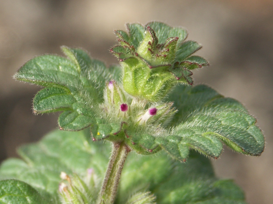 Image of Lamium amplexicaule specimen.