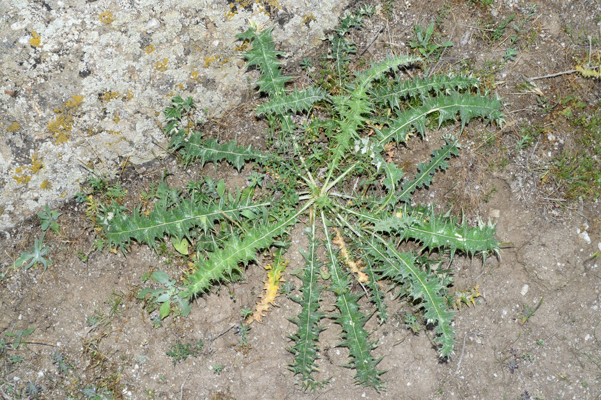 Image of Cousinia syrdarjensis specimen.