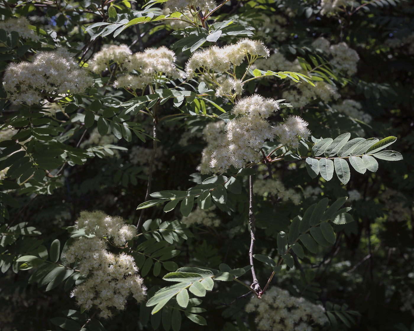 Image of Sorbus sibirica specimen.