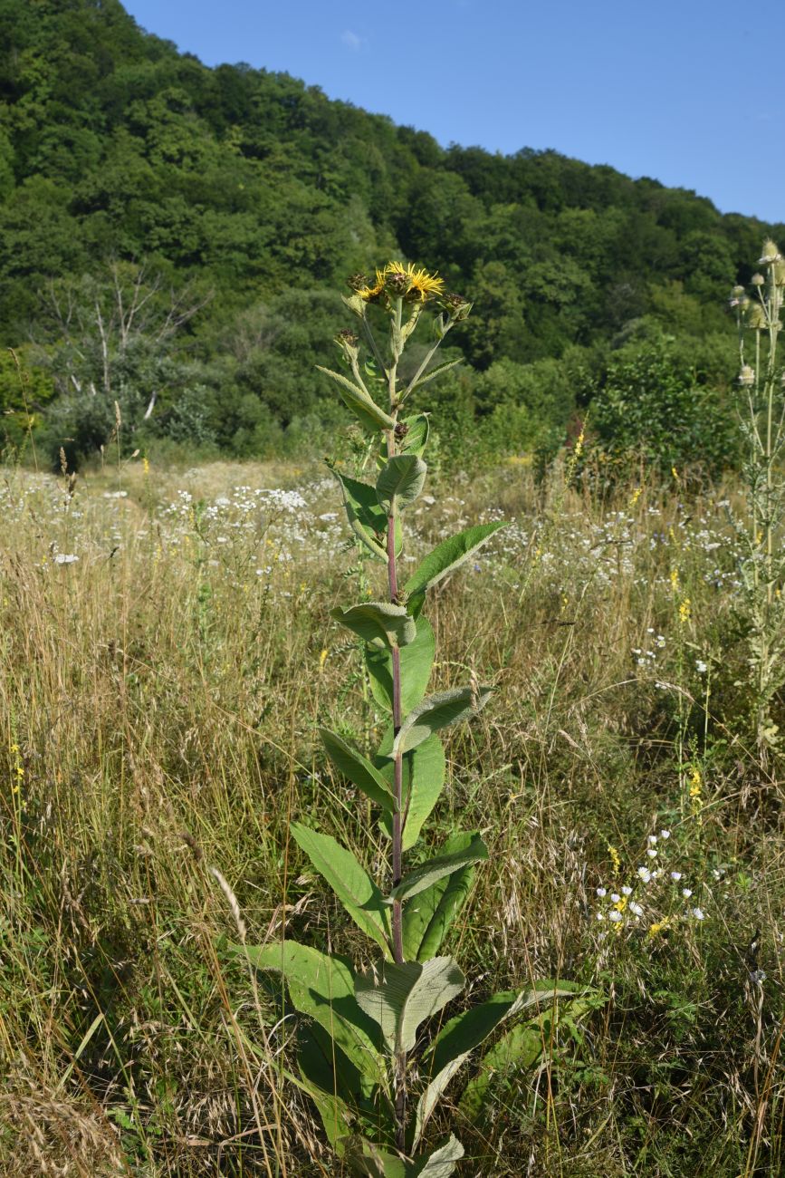 Изображение особи Inula helenium.