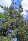 Pinus sylvestris ssp. hamata