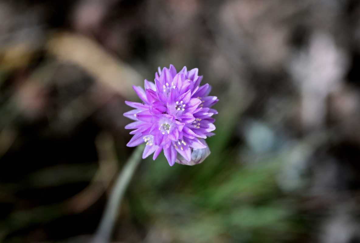 Image of Allium schoenoprasoides specimen.