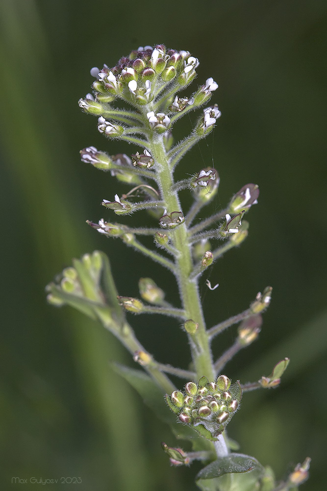 Изображение особи Lepidium campestre.