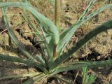 genus Tragopogon