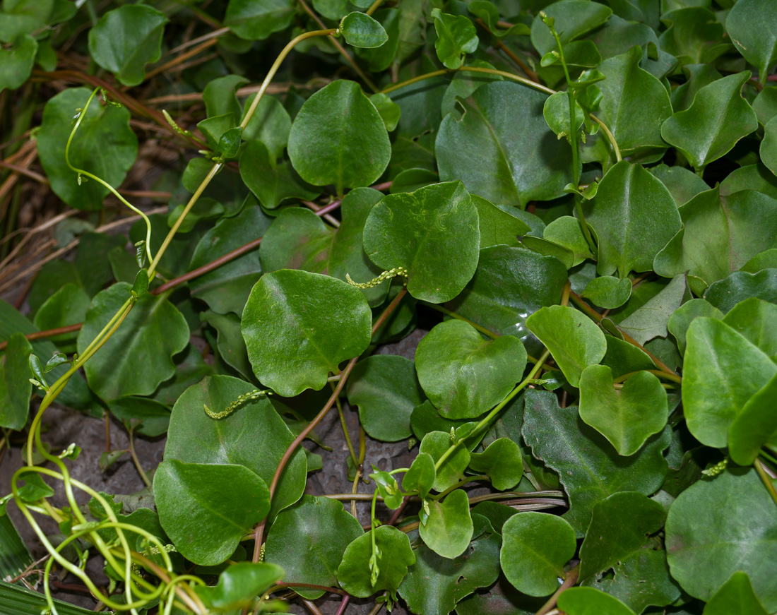 Image of Anredera cordifolia specimen.