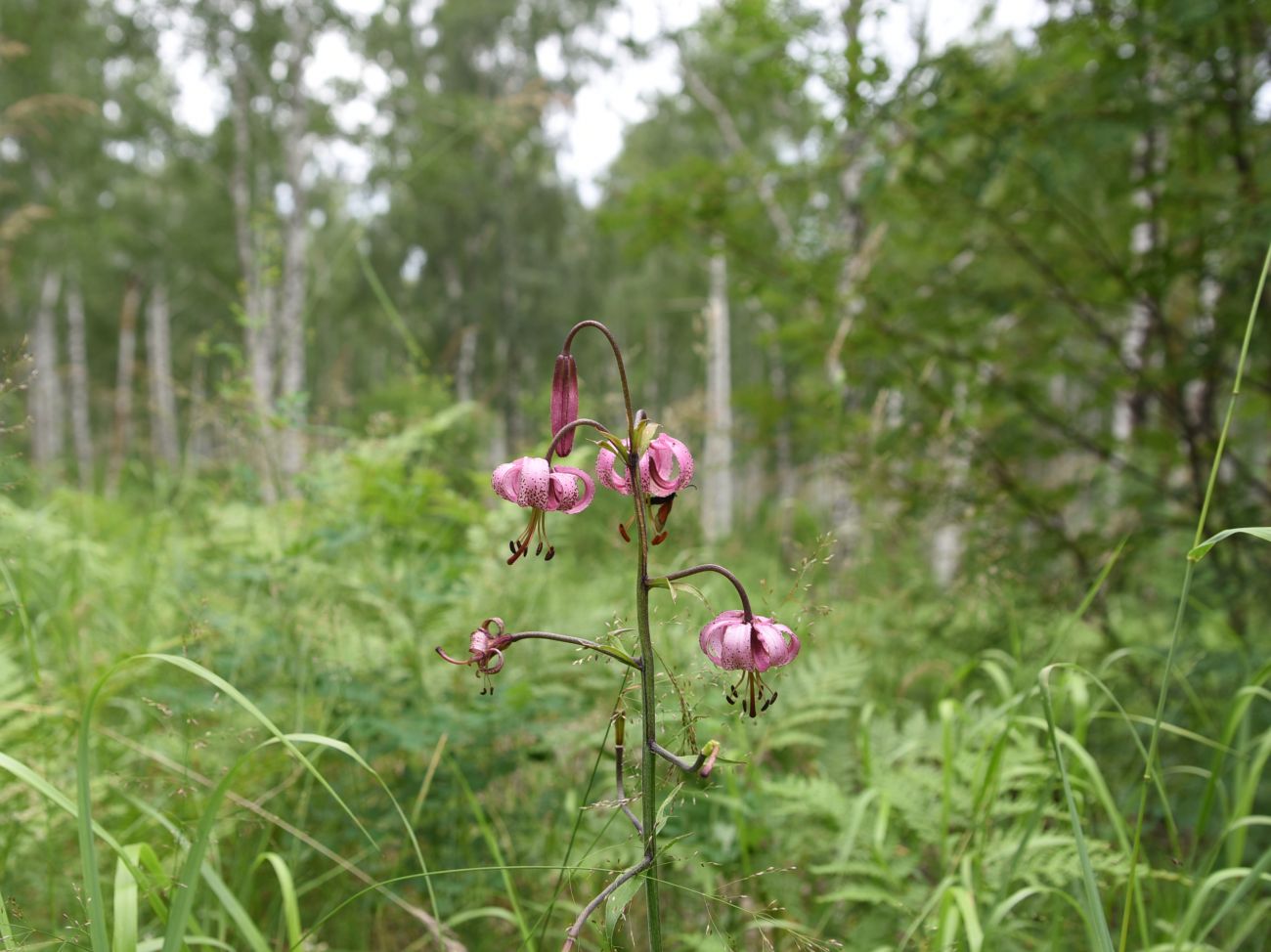 Image of Lilium pilosiusculum specimen.