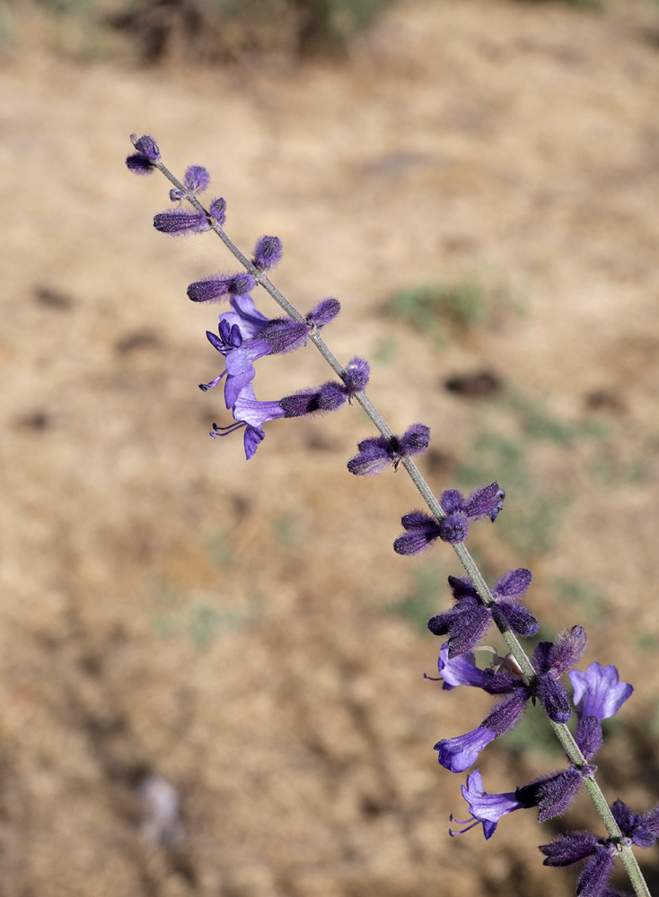 Image of Perovskia scrophulariifolia specimen.