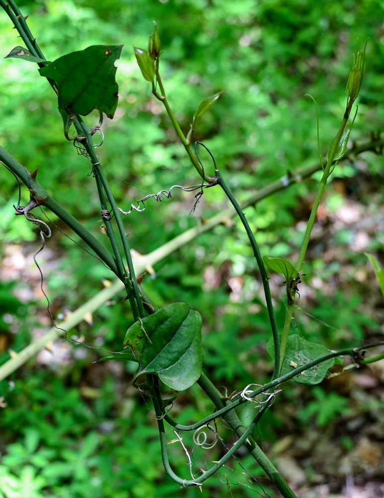 Изображение особи Smilax excelsa.