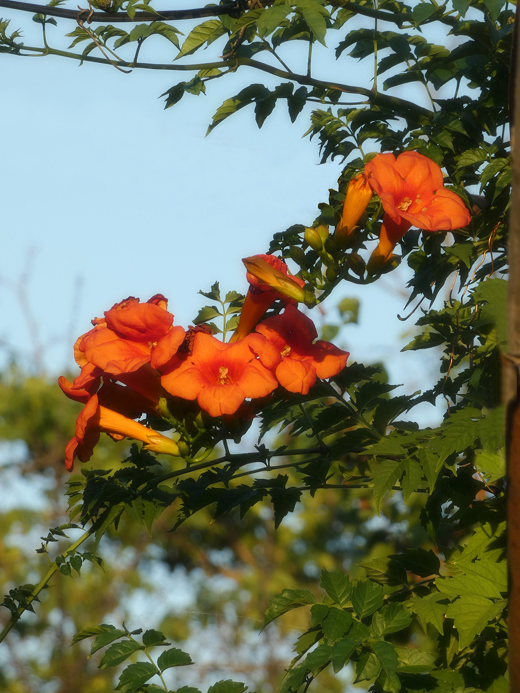 Image of Campsis radicans specimen.