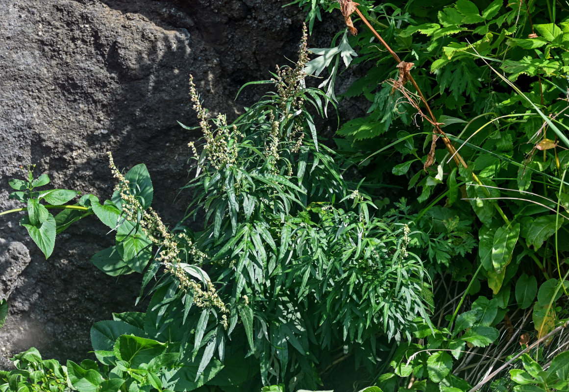 Image of Artemisia opulenta specimen.