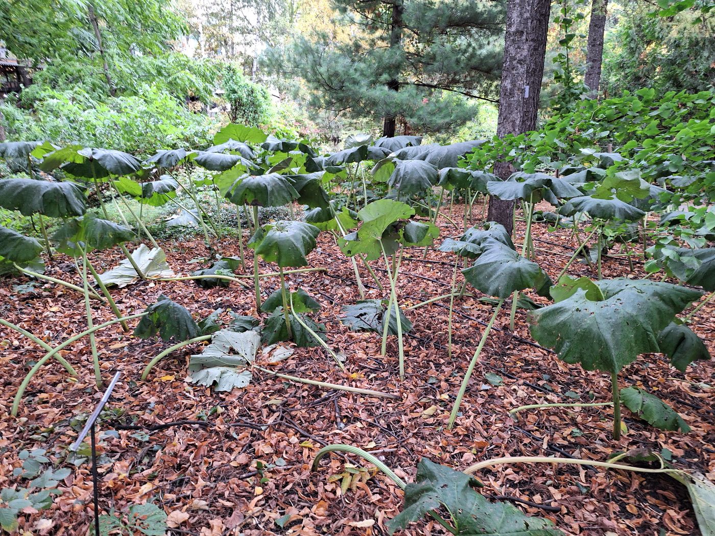 Image of Petasites japonicus specimen.