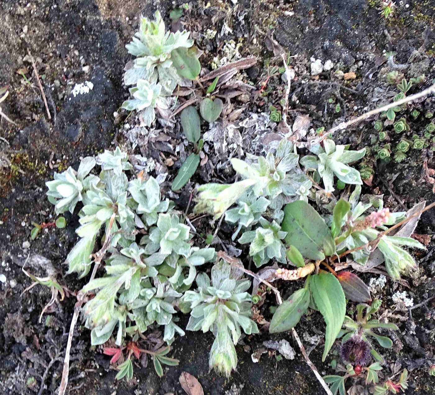 Image of Antennaria canescens specimen.