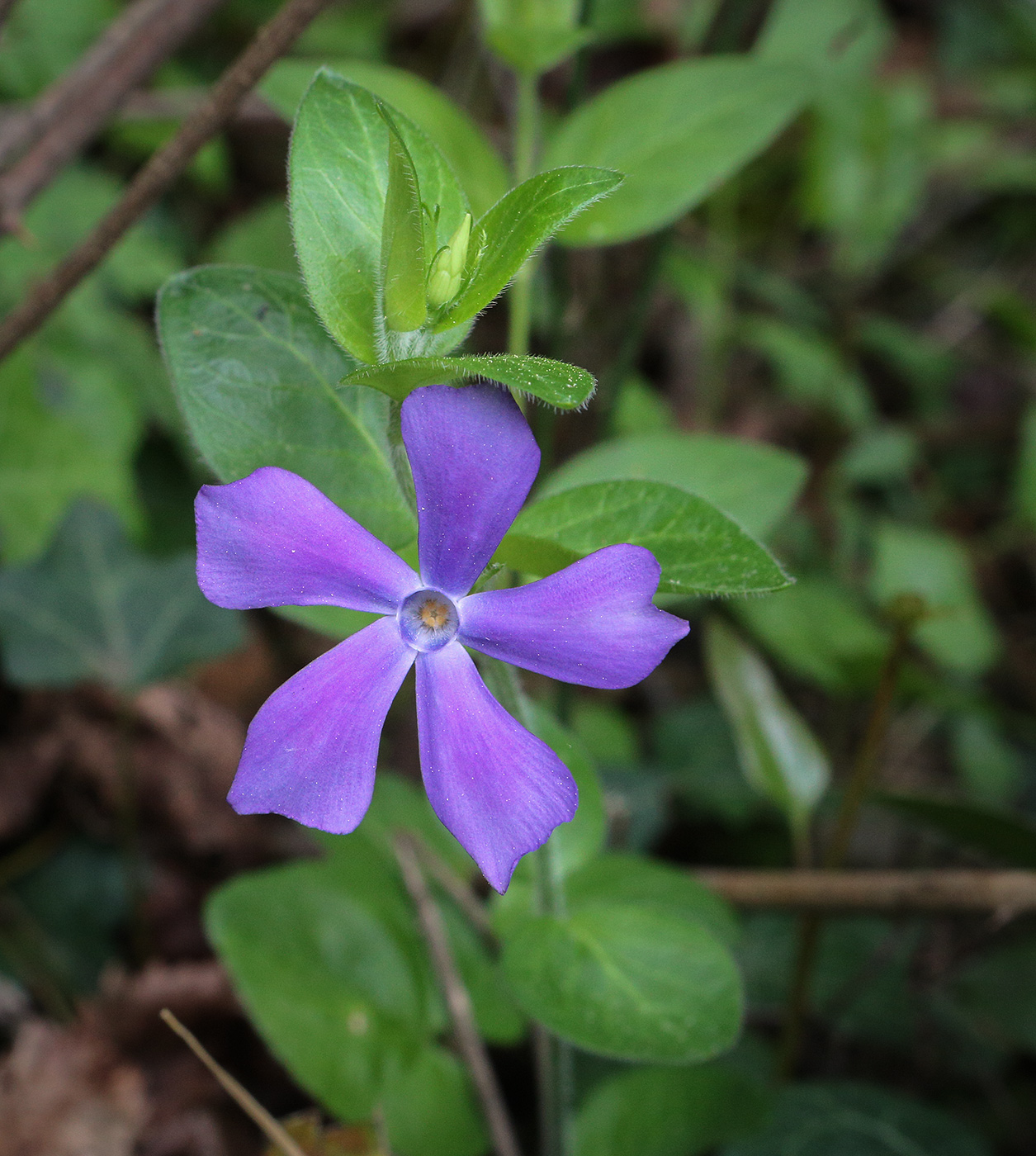 Image of Vinca pubescens specimen.