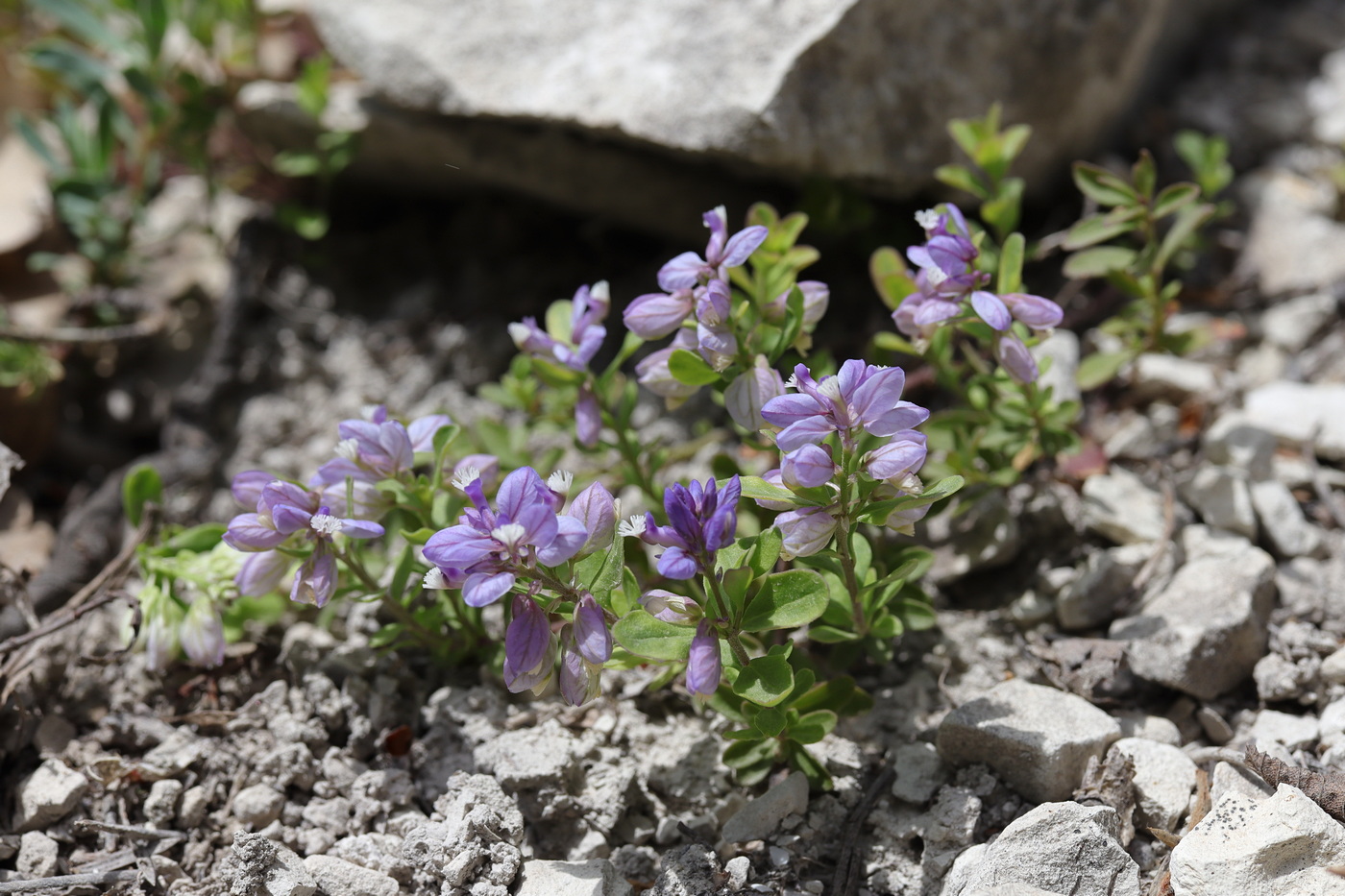 Image of Polygala supina specimen.