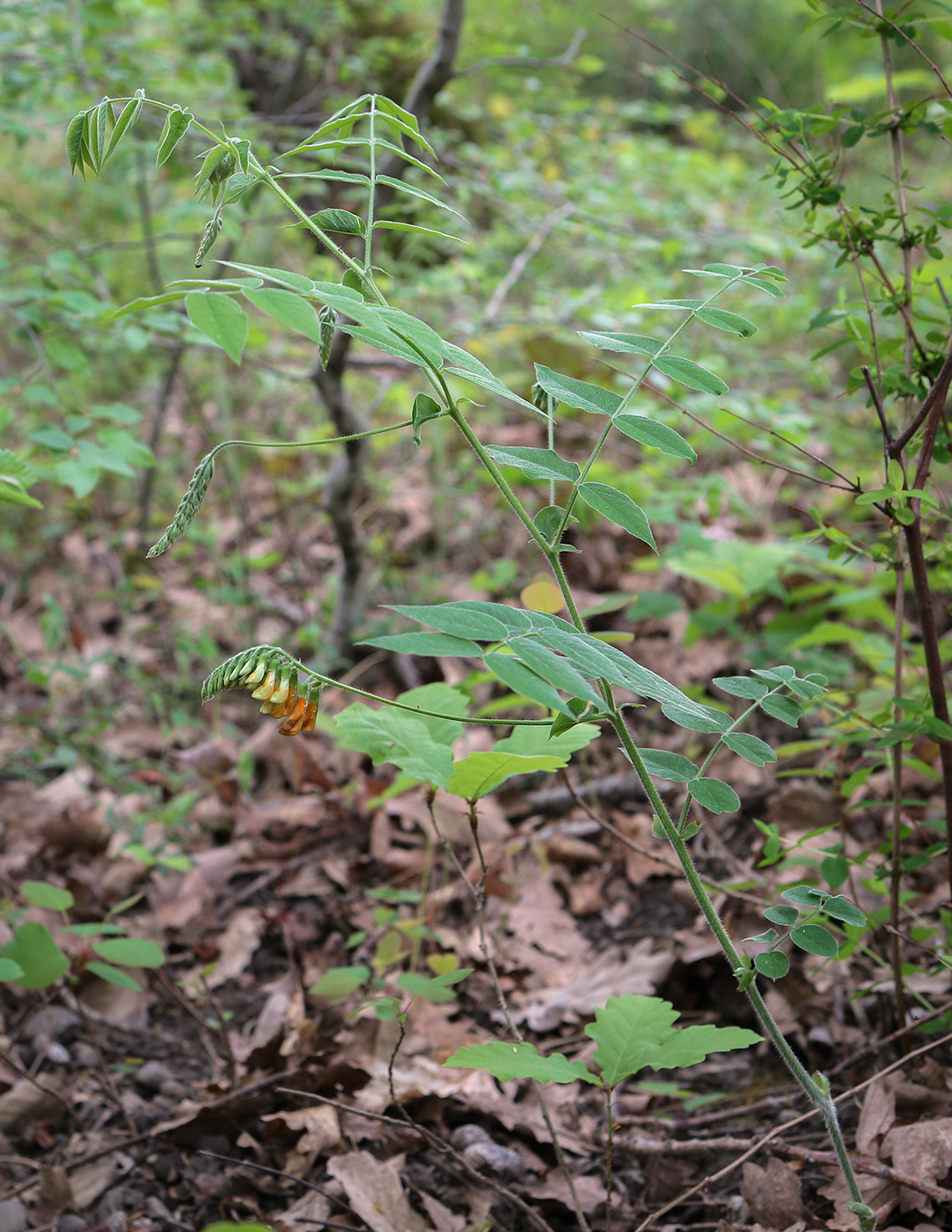 Image of Vicia crocea specimen.