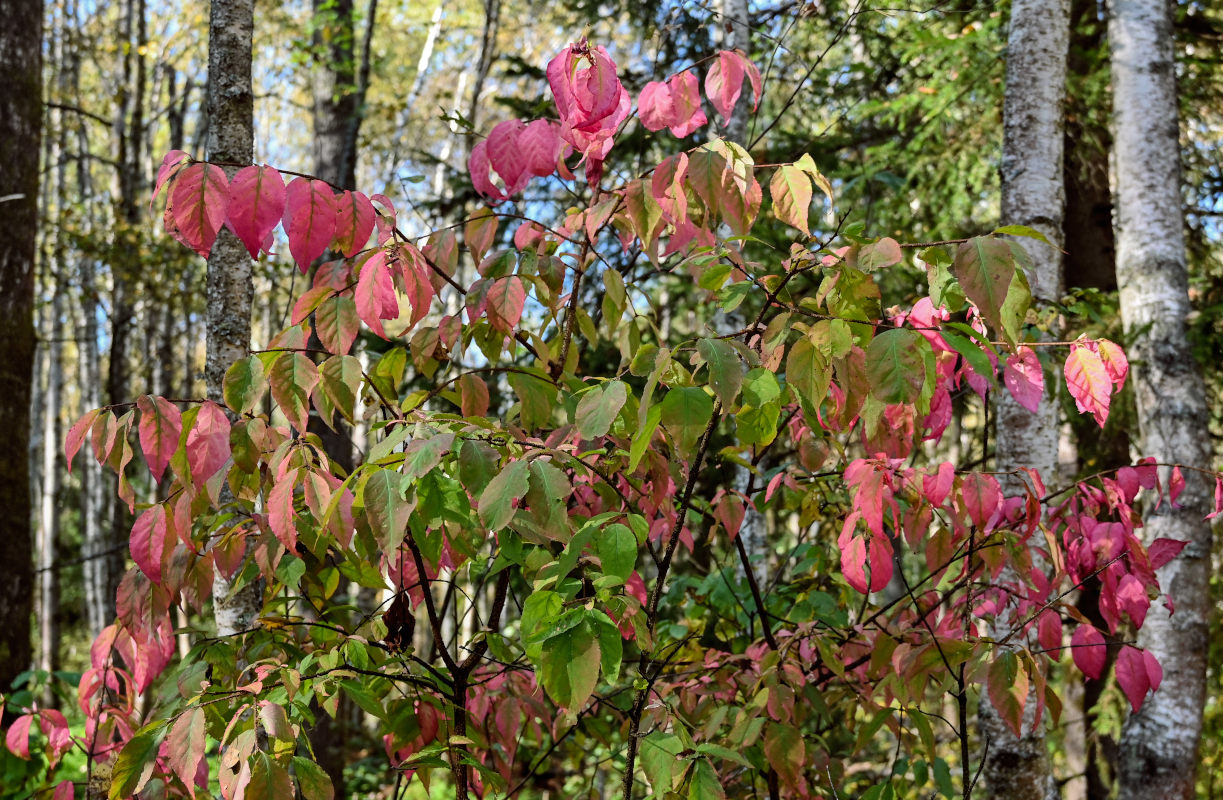 Изображение особи Euonymus verrucosus.