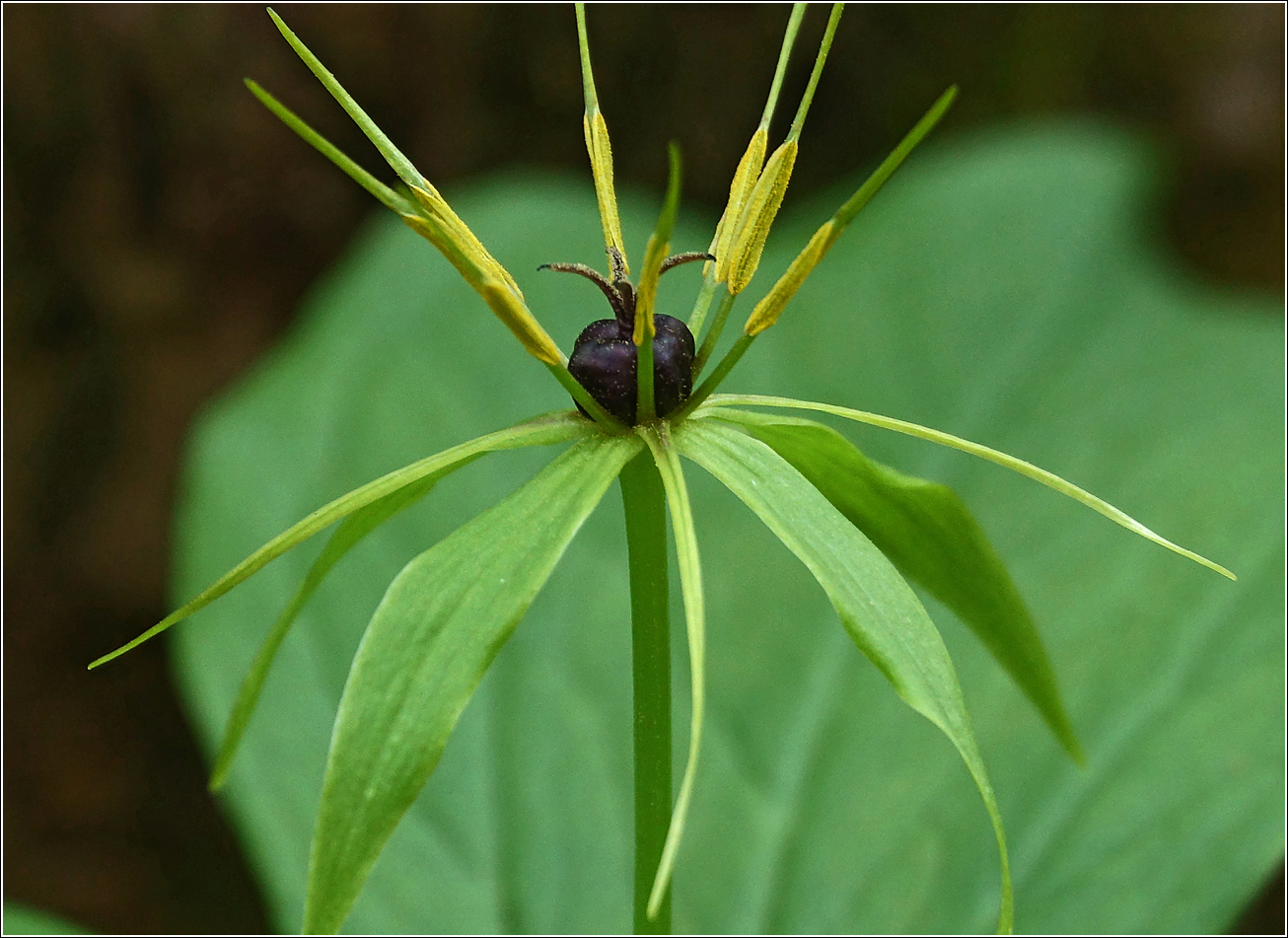 Изображение особи Paris quadrifolia.