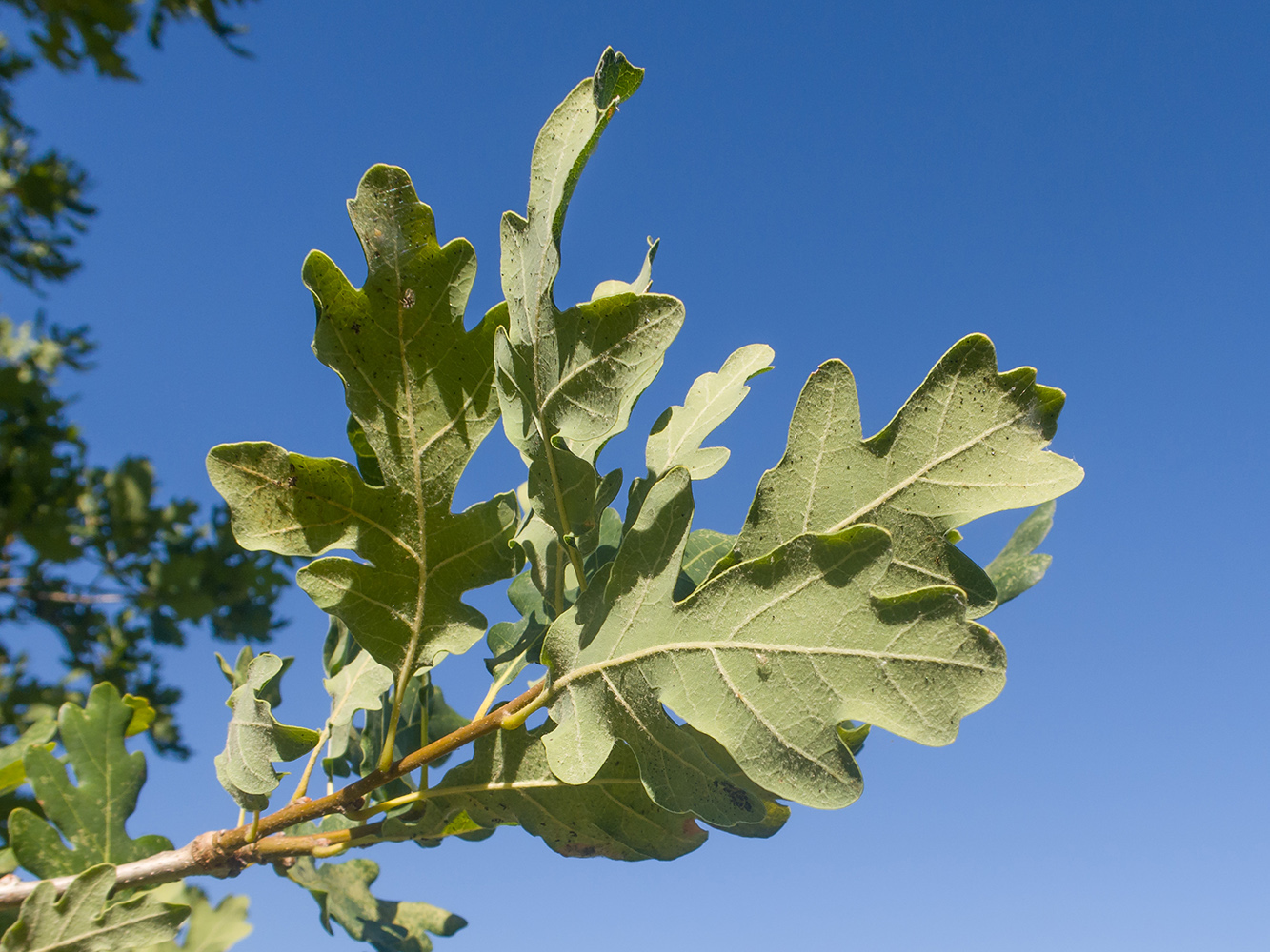 Image of Quercus pubescens specimen.