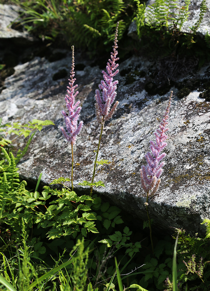 Image of Astilbe chinensis specimen.