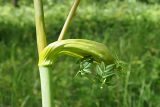 Angelica sylvestris