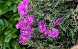 Delosperma cooperi