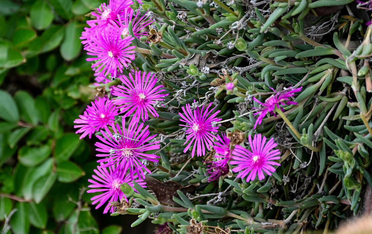 Image of Delosperma cooperi specimen.