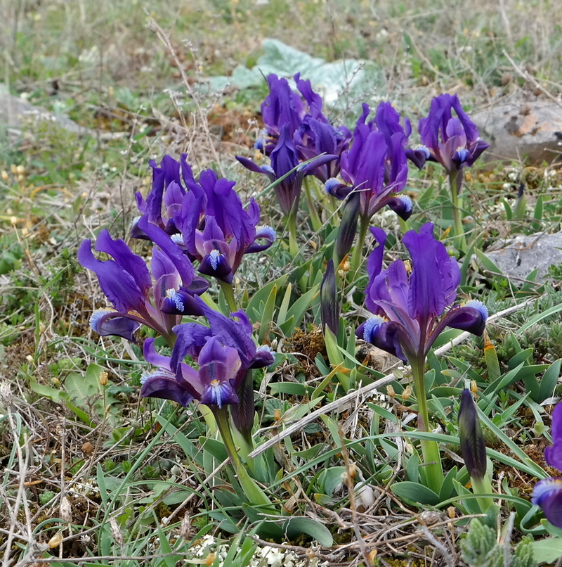 Image of Iris pumila specimen.