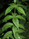 Lysimachia vulgaris. Средняя часть цветущего растения с погрызенными листьями. Ульяновская обл., окр. г. Димитровград, пойма р. Мал. Ерыклы, заболоченный черноольховый лес. 06.07.2023.