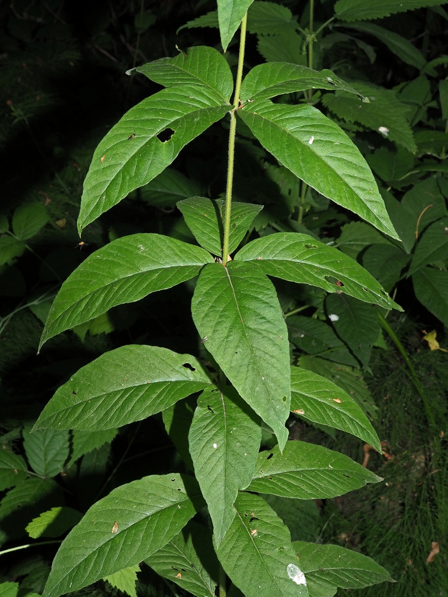 Изображение особи Lysimachia vulgaris.