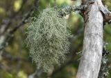 Usnea hirta. Таллом на ветке сухой сосны (Pinus sylvestris). Кировская обл., Советский р-н, Береснятский БГК, смешанный лес, на склоне. 27.07.2024.