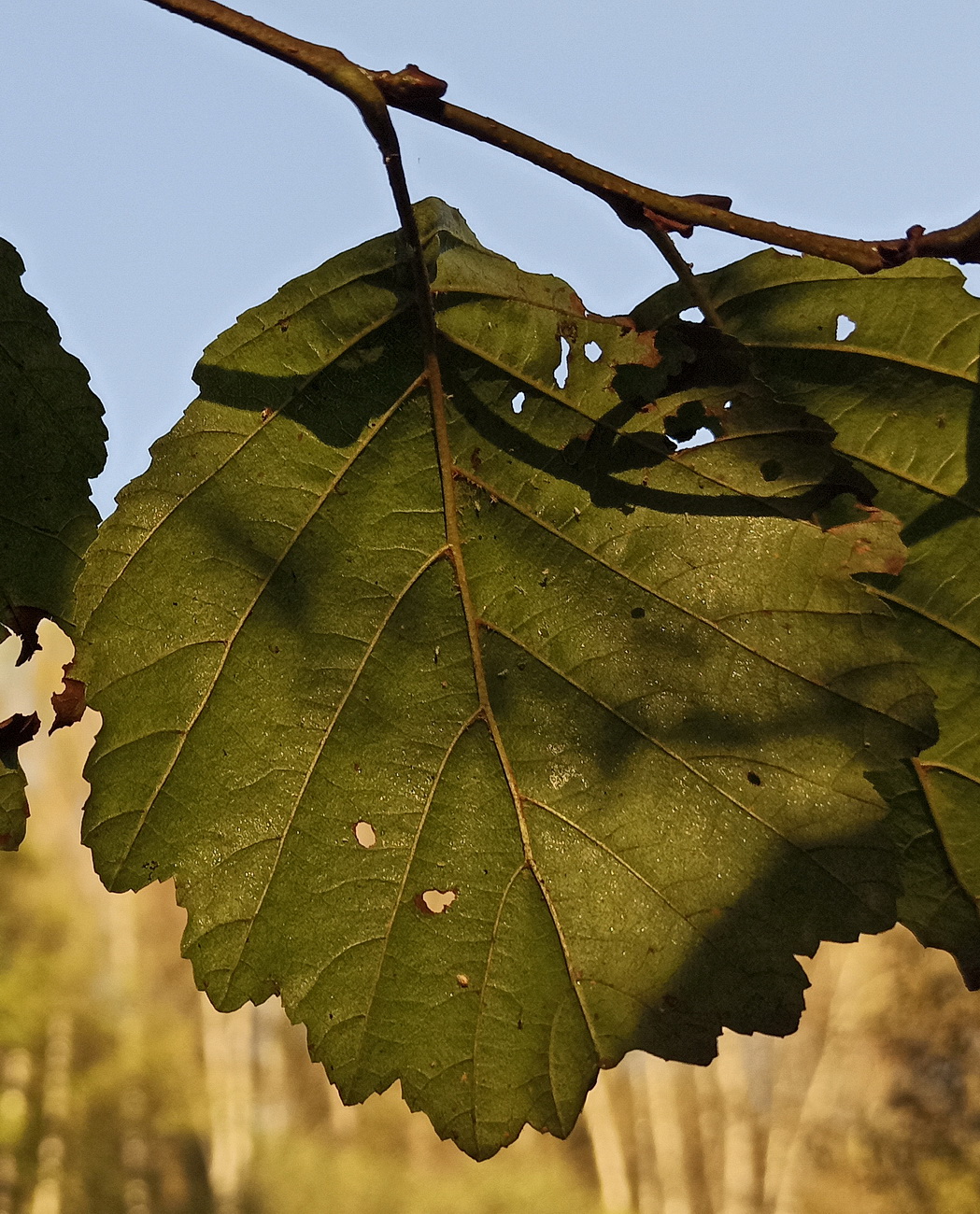 Изображение особи Alnus glutinosa.