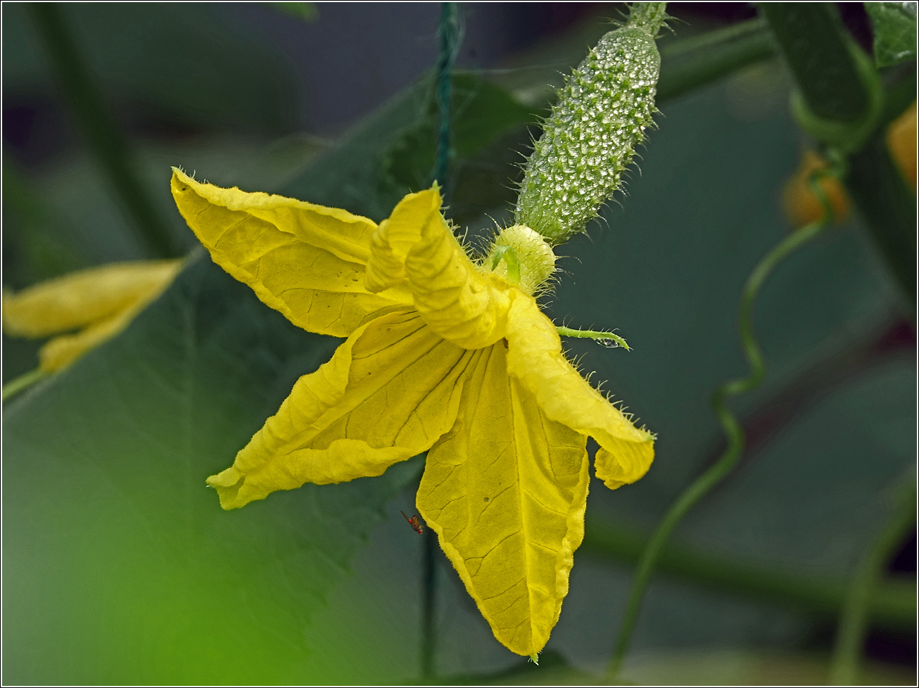 Image of Cucumis sativus specimen.