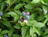 Vaccinium myrtilloides. Плодовая ветвь с кистями ягод на разных этапах созревания. Московская обл., г. Видное, садовый участок, кислый цветник. 11.07.2024.