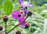 familia Melastomataceae. Часть соплодия. Вьетнам, провинция Ламдонг, г. Далат, сад \"Flower Village\", в культуре. 29.07.2024.