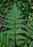 Dryopteris carthusiana. Верхушка вайи. Московская обл., Пушкинский гор. округ, северо-восточное побережье Учинского водохранилища, смешанный лес. 27.07.2024.