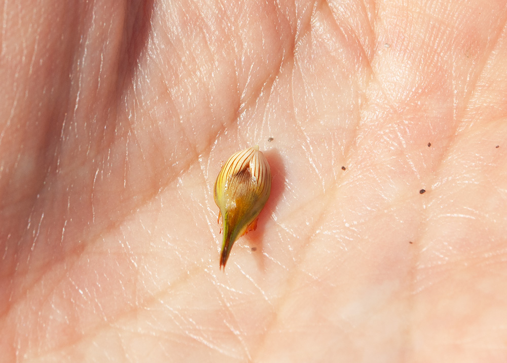 Image of Carex macrocephala specimen.