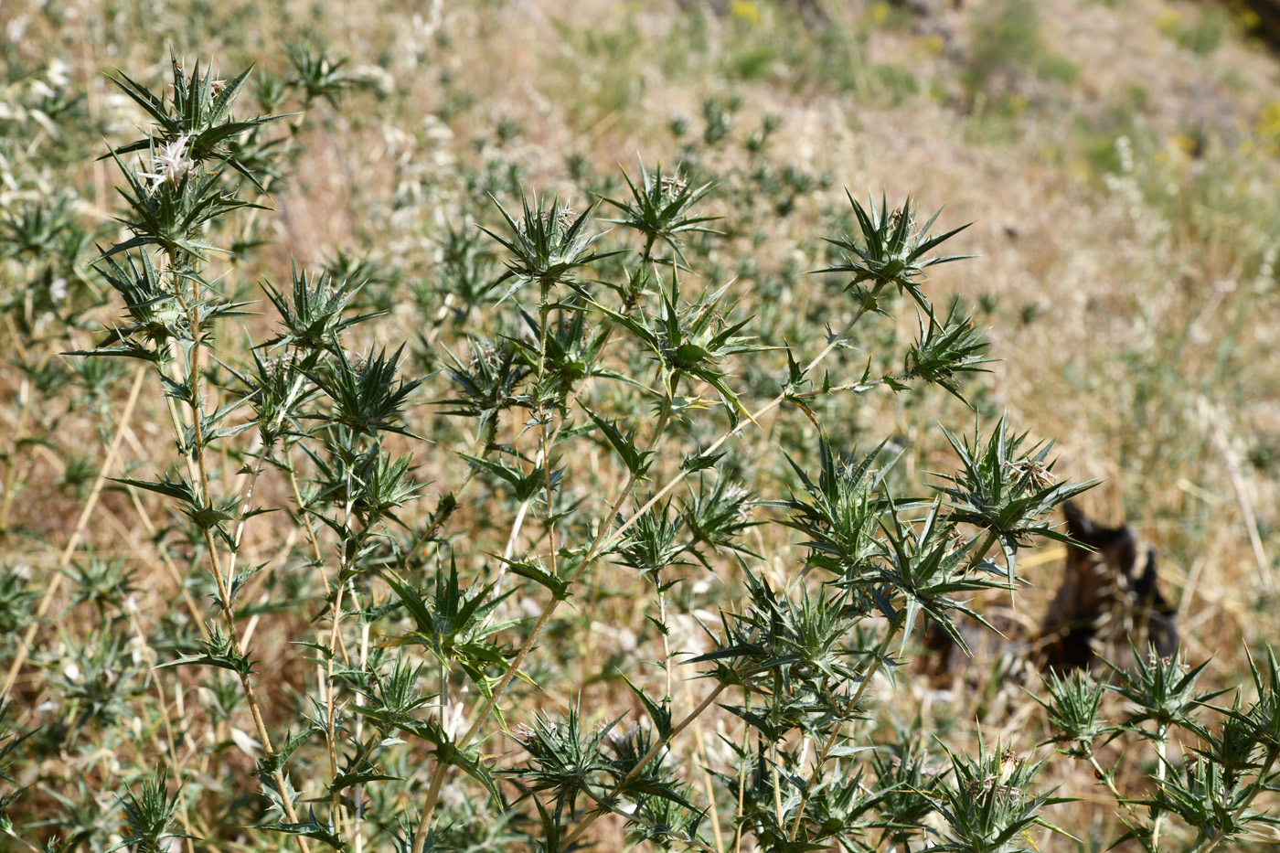 Image of Carthamus lanatus specimen.