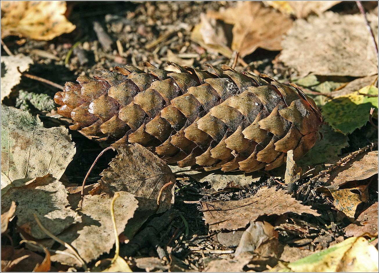 Изображение особи Picea abies.