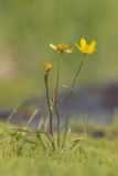 genus Ranunculus