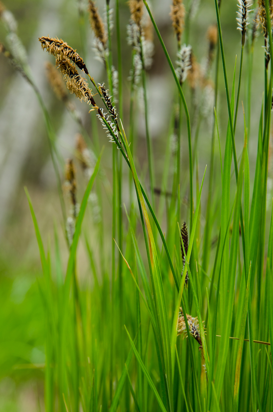 Image of genus Carex specimen.